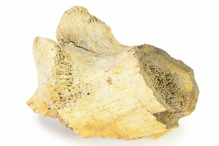 Fossil Ornithischian Dinosaur Vertebra Process Section - Montana #316414